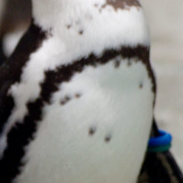 pingüino Animal Fondo de Pantalla de iPhone7