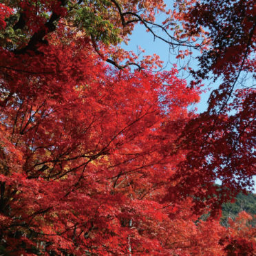Paisaje de otoño las hojas de madera natural de color rojo Fondo de Pantalla de iPhone7