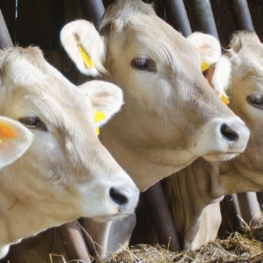 Bovinos Fondo de Pantalla de iPhone7