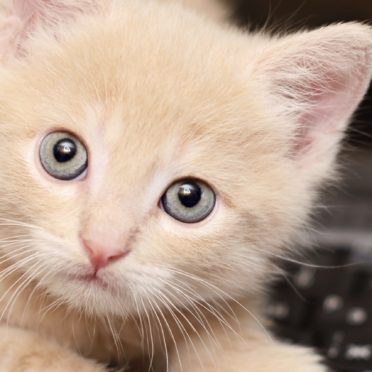 Teclado animales gato las mujeres con niños Fondo de Pantalla de iPhone7