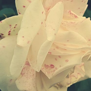 Planta flores blanco Fondo de Pantalla de iPhone7