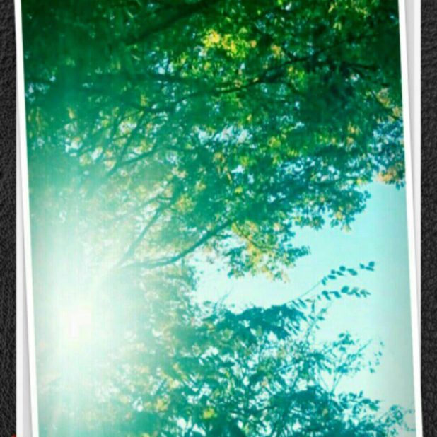 Árboles para el sol Fondo de Pantalla de iPhone7Plus