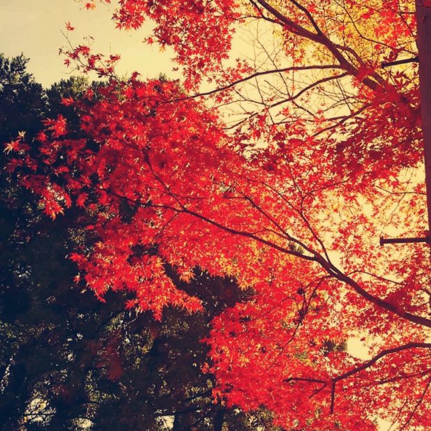 Paisaje de las hojas de otoño Fondo de Pantalla de iPhone7Plus