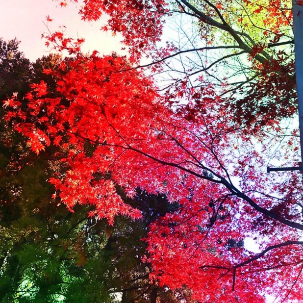 Paisaje de las hojas de otoño Fondo de Pantalla de iPhone7Plus