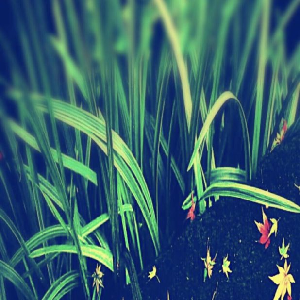 Flores de hierba Fondo de Pantalla de iPhone7Plus