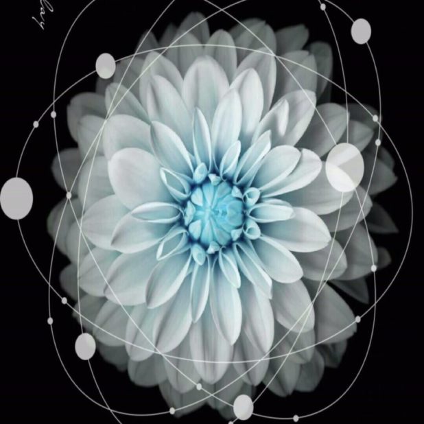 Flor fresco Fondo de Pantalla de iPhone7Plus