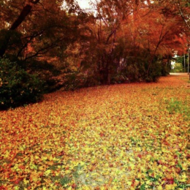 Hojas de otoño hojas caídas Fondo de Pantalla de iPhone7Plus