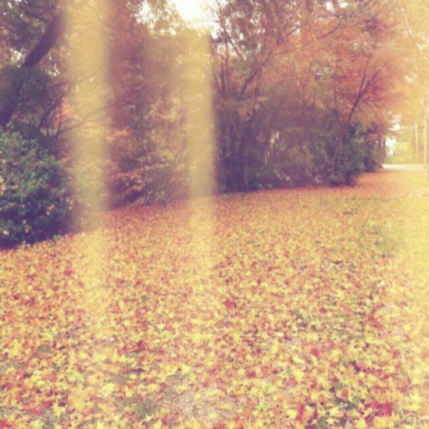 Hojas de otoño hojas caídas Fondo de Pantalla de iPhone7Plus