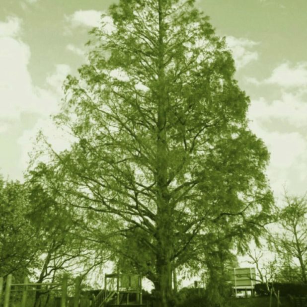 Parque de árboles Fondo de Pantalla de iPhone7Plus