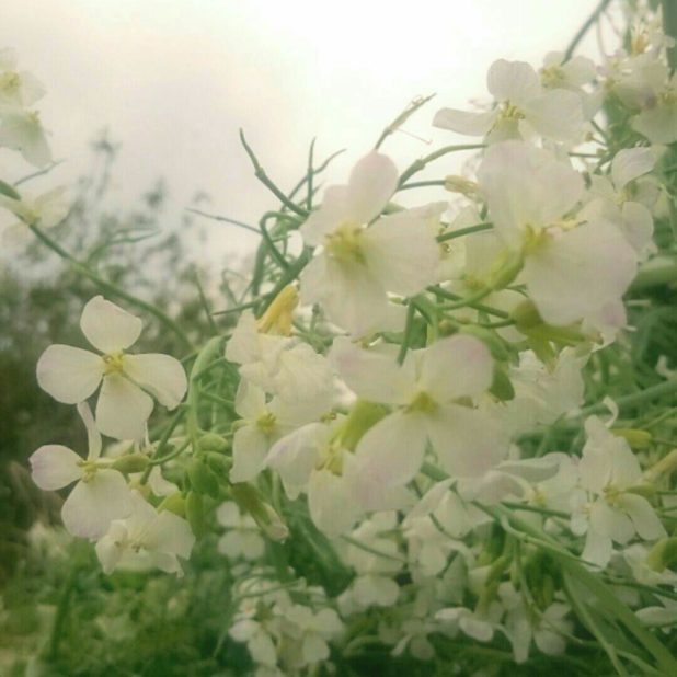Campo de flores Fondo de Pantalla de iPhone7Plus