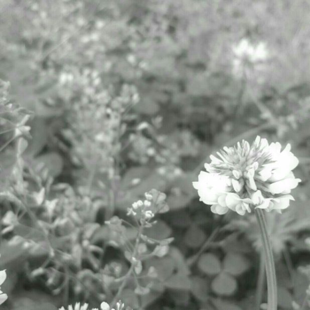 Azalea blanco y negro Fondo de Pantalla de iPhone7Plus