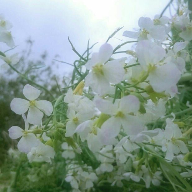 Flor Fondo de Pantalla de iPhone7Plus