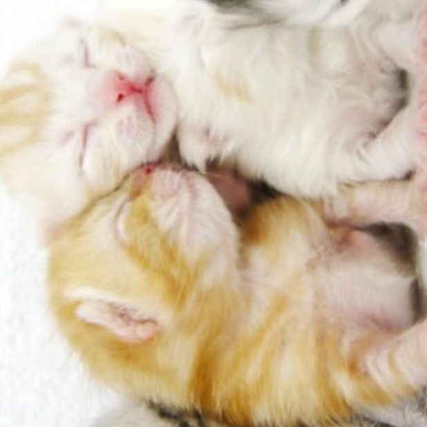 Familia del gatito Fondo de Pantalla de iPhone7Plus