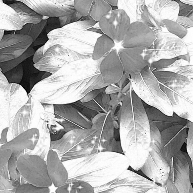 Flor blanco y negro Fondo de Pantalla de iPhone7Plus