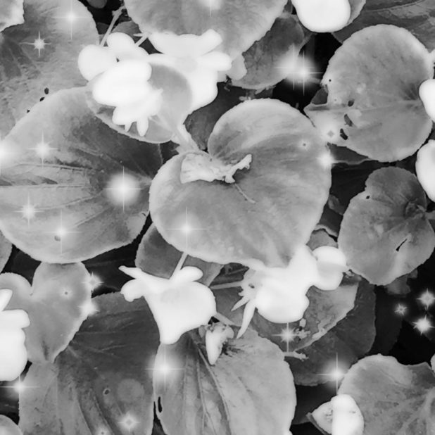 Flor blanco y negro Fondo de Pantalla de iPhone7Plus