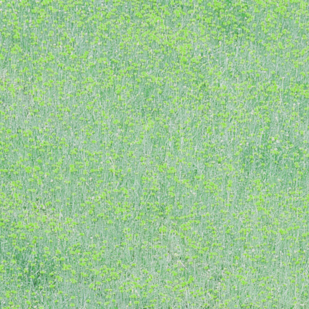 Verde paisaje jardín de flores Fondo de Pantalla de iPhone7Plus