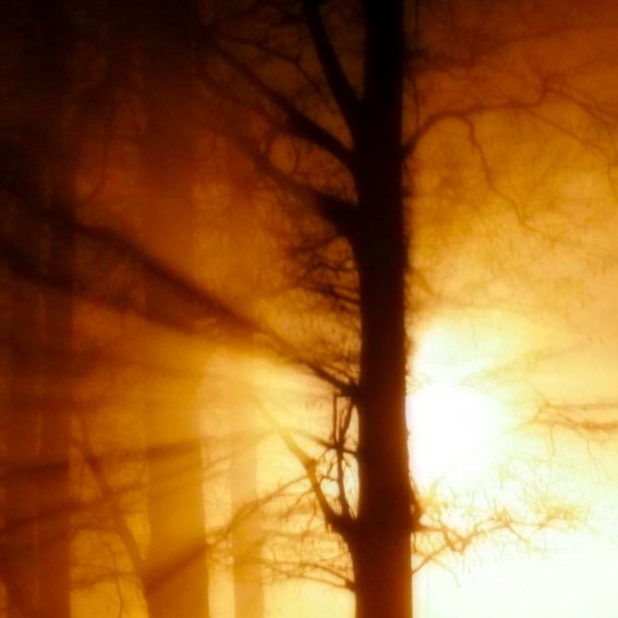 la puesta del sol del paisaje forestal Fondo de Pantalla de iPhone7Plus