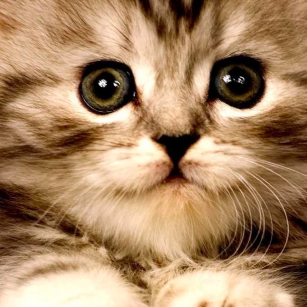 gatito del gato Fondo de Pantalla de iPhone7Plus