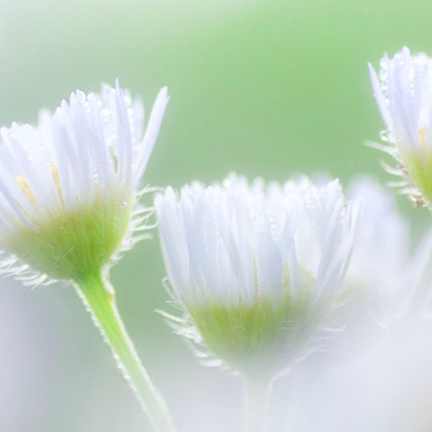 blanco natural de la flor Fondo de Pantalla de iPhone7Plus