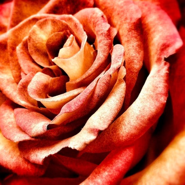 rojo natural de la flor Fondo de Pantalla de iPhone7Plus