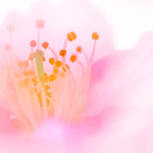 Flor natural de color rosa Fondo de Pantalla de iPhone7Plus