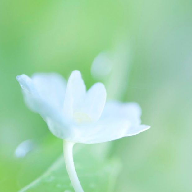 blanco natural de la flor Fondo de Pantalla de iPhone7Plus