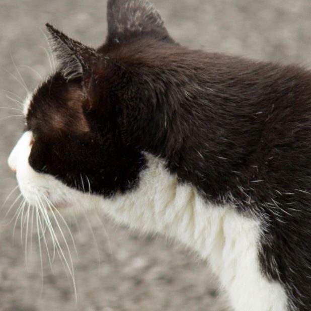 gato blanco y negro Fondo de Pantalla de iPhone7Plus