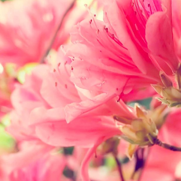 Flor natural de color rosa Fondo de Pantalla de iPhone7Plus