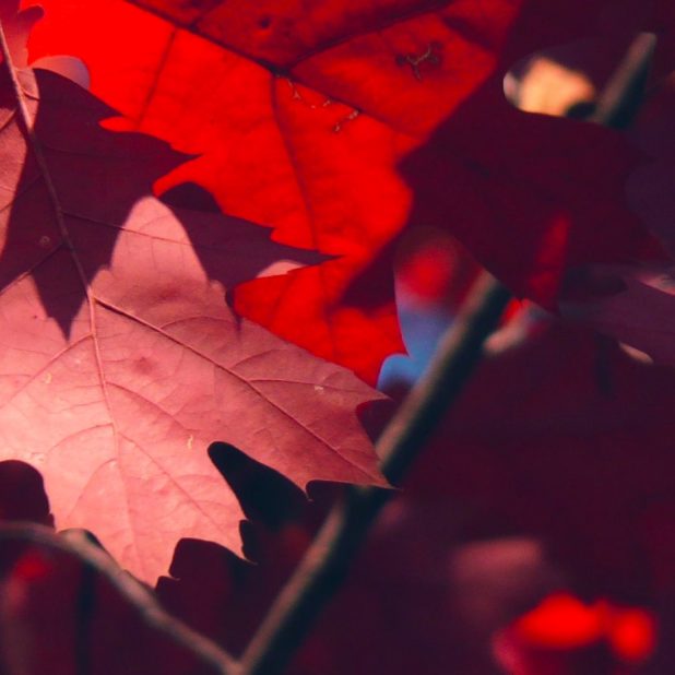 hojas de otoño rojo naturales Fondo de Pantalla de iPhone7Plus