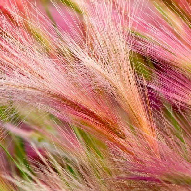 Ha pink Fondo de Pantalla de iPhone7Plus