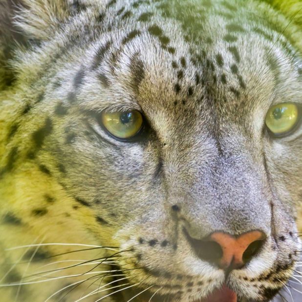 leopardo Animal Fondo de Pantalla de iPhone7Plus