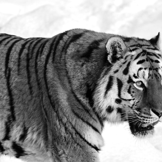 tigre Animal Fondo de Pantalla de iPhone7Plus