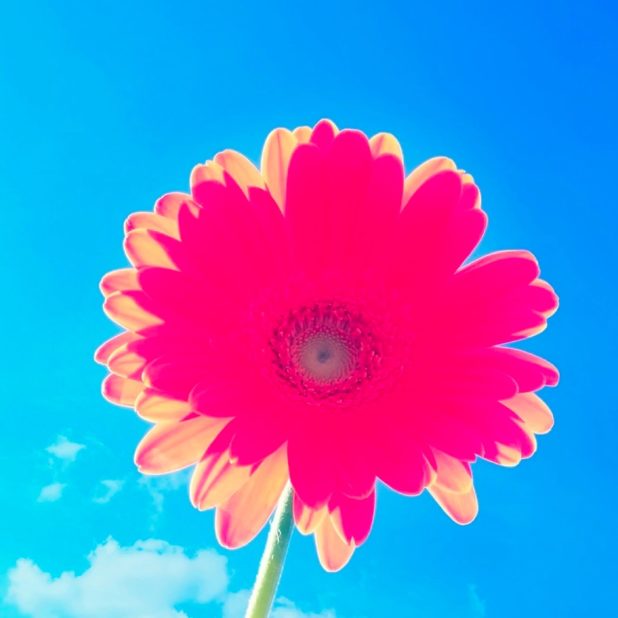 cielo azul de la flor rojo Fondo de Pantalla de iPhone7Plus