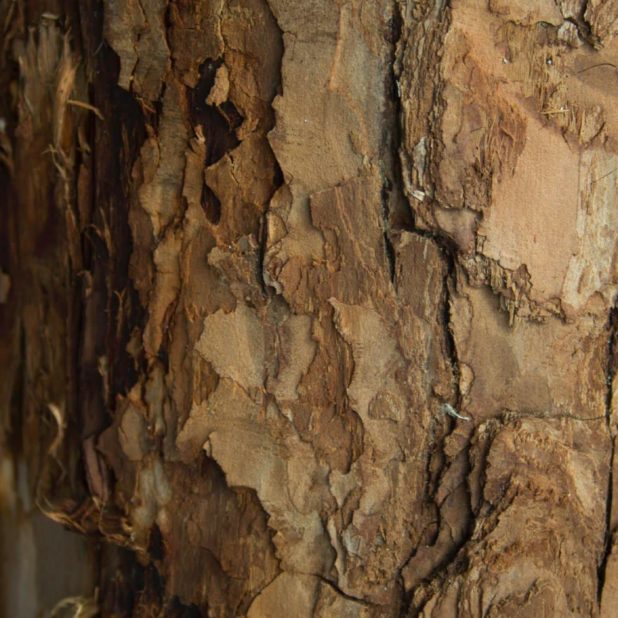 pared árbol marrón Fondo de Pantalla de iPhone7Plus