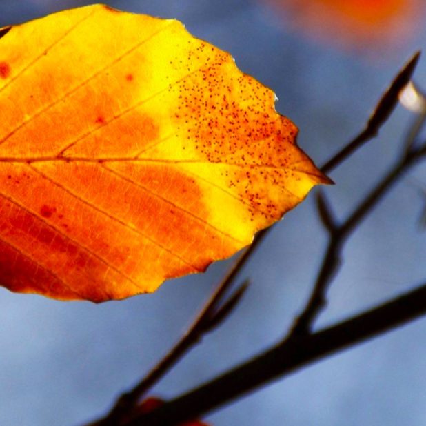 Las hojas muertas desdibujan la naturaleza Fondo de Pantalla de iPhone7Plus