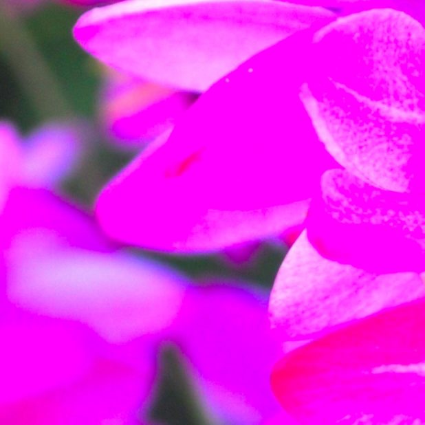 naturaleza de la flor rosa verde Fondo de Pantalla de iPhone7Plus