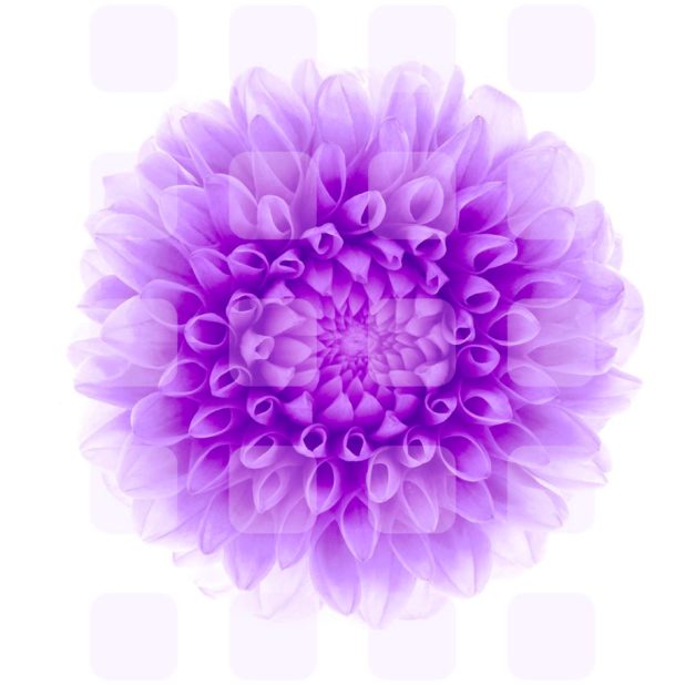 estantería de flores púrpura blanca Fondo de Pantalla de iPhone7Plus