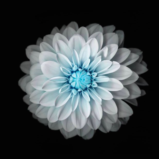 Flor blanco y negro Fondo de Pantalla de iPhone7Plus