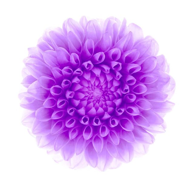 blanca flor púrpura Fondo de Pantalla de iPhone7Plus