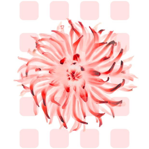 estantería de flores rojo blanco Fondo de Pantalla de iPhone7Plus