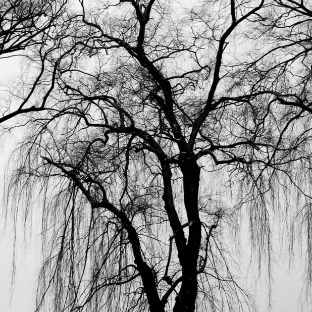 árboles del paisaje en blanco y negro Fondo de Pantalla de iPhone7Plus