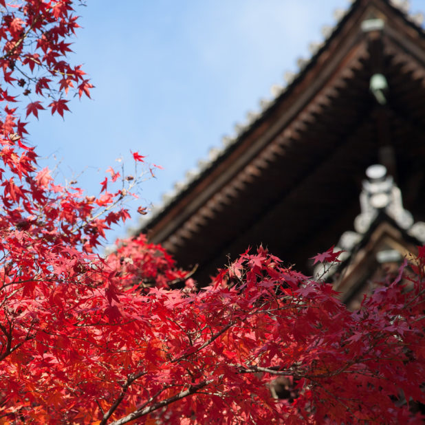 Paisaje de las hojas de otoño de cinco pisos pagoda Fondo de Pantalla de iPhone7Plus