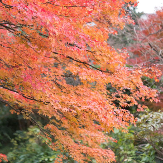 Paisaje natural de las hojas de otoño Fondo de Pantalla de iPhone7Plus