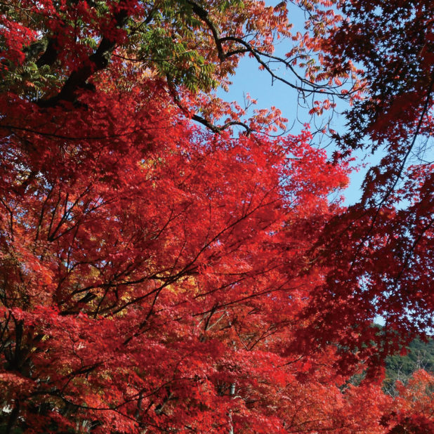 Paisaje de otoño las hojas de madera natural de color rojo Fondo de Pantalla de iPhone7Plus