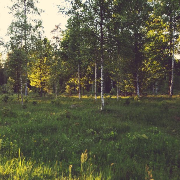 bosque verde paisaje Fondo de Pantalla de iPhone7Plus