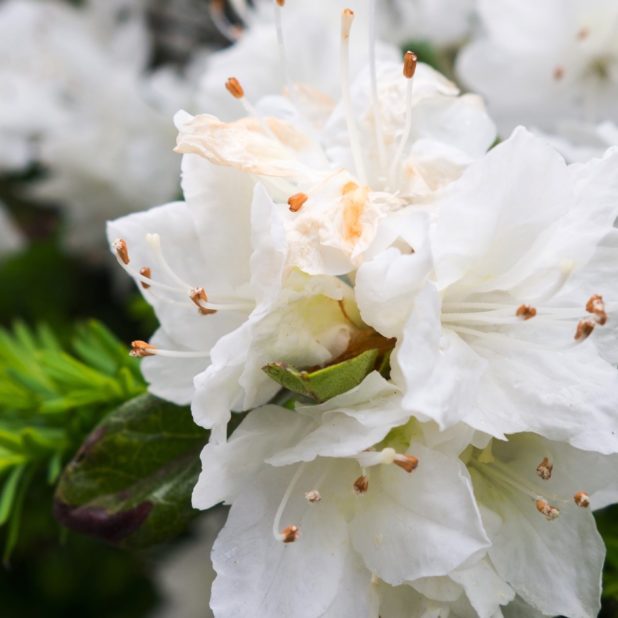 flores blancas Fondo de Pantalla de iPhone7Plus