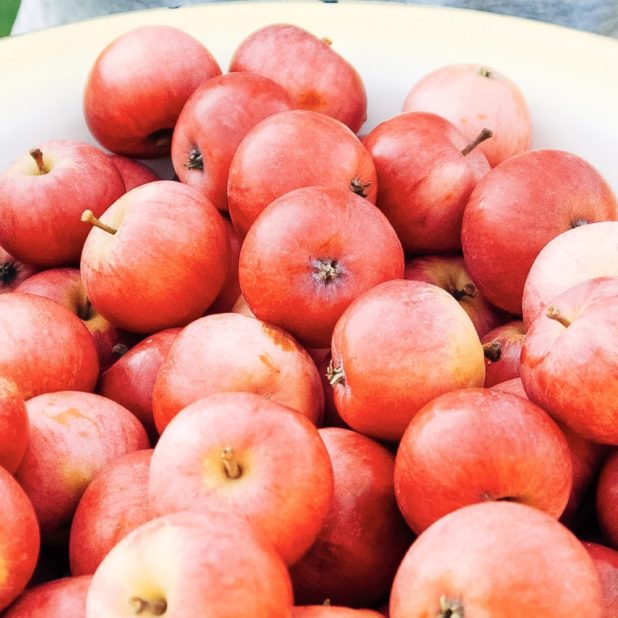 manzana rojo alimentos Fondo de Pantalla de iPhone7Plus
