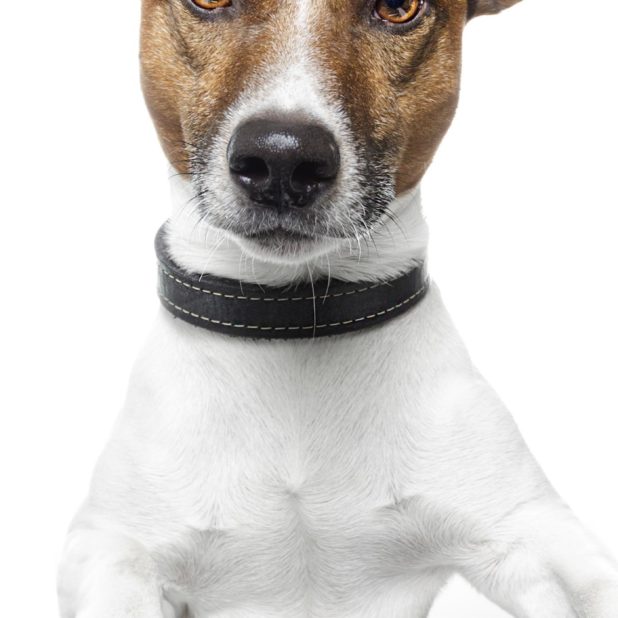 Teclado animales perro Fondo de Pantalla de iPhone7Plus