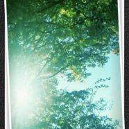 Árboles para el sol Fondo de Pantalla de iPhone8