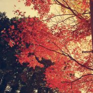 Paisaje de las hojas de otoño Fondo de Pantalla de iPhone8
